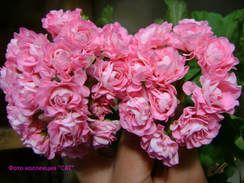 Пеларгония pink rosebud. Пеларгония Swanland Pink. Australian Pink Rosebud пеларгония. Пеларгония зональная Australien Pink Rosebud розебудная.