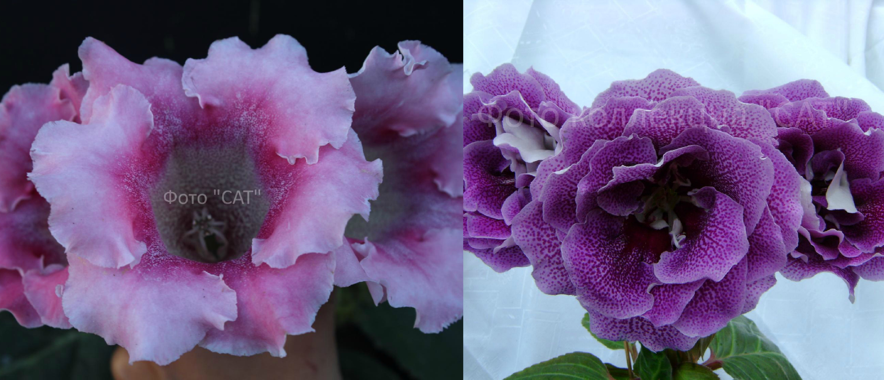 Опыление №15-больше 10 семян стоит 60 р