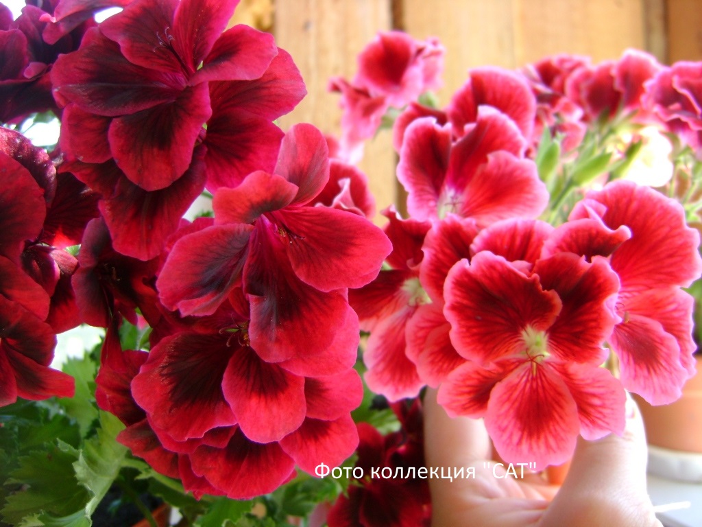 Слева №6,справа№5