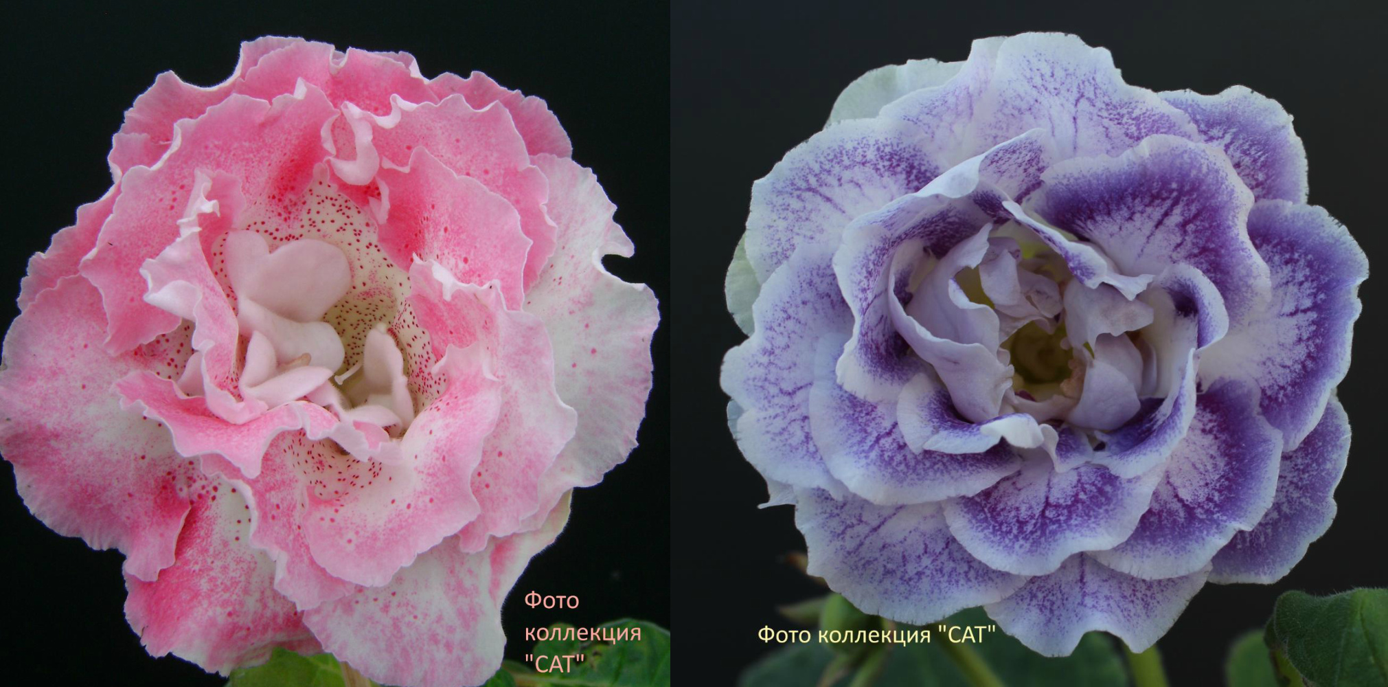 Опыление №2-больше 10 семян стоит 100 р