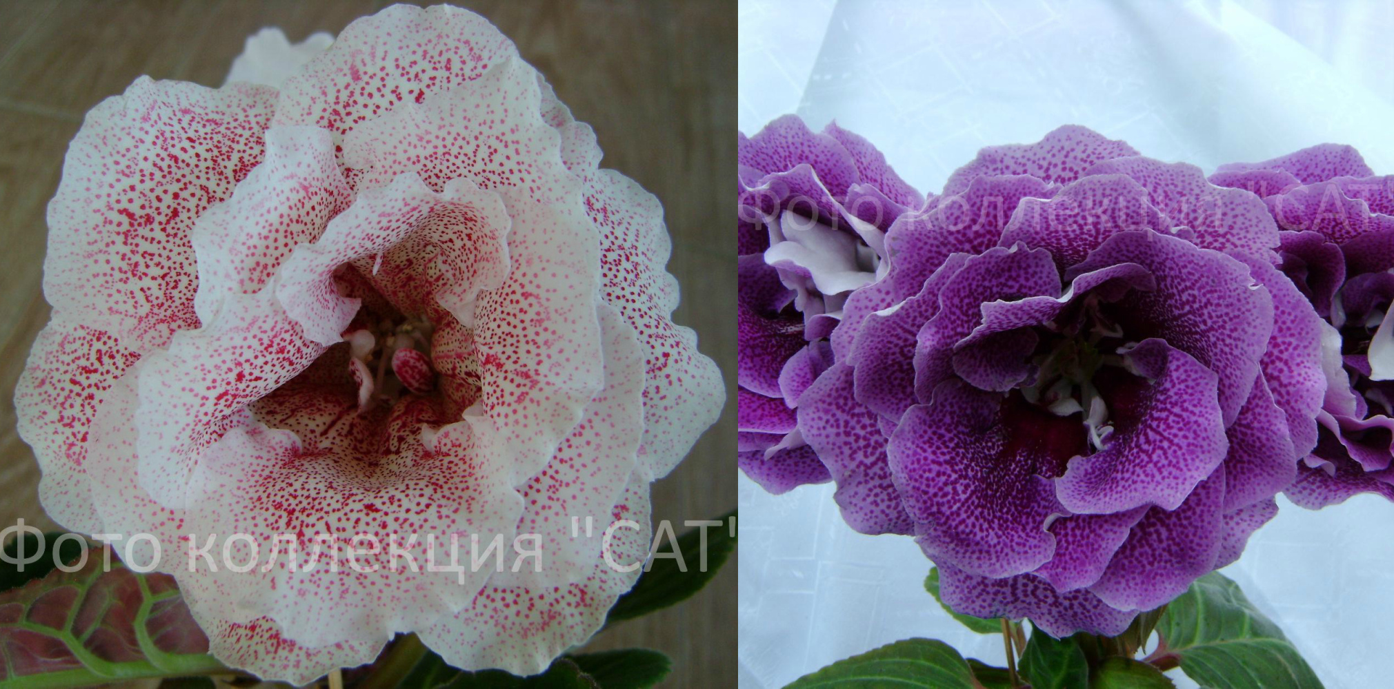 Опыление №4-больше 10 семян стоит 100 р