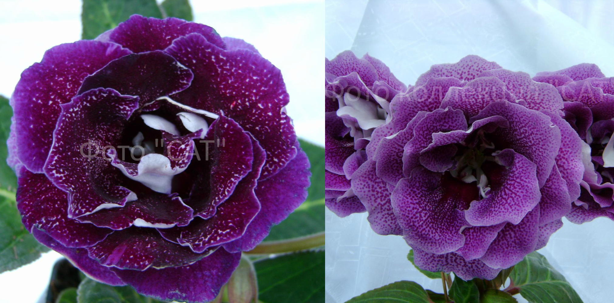 Опыление №5-больше 10 семян стоит 100 р