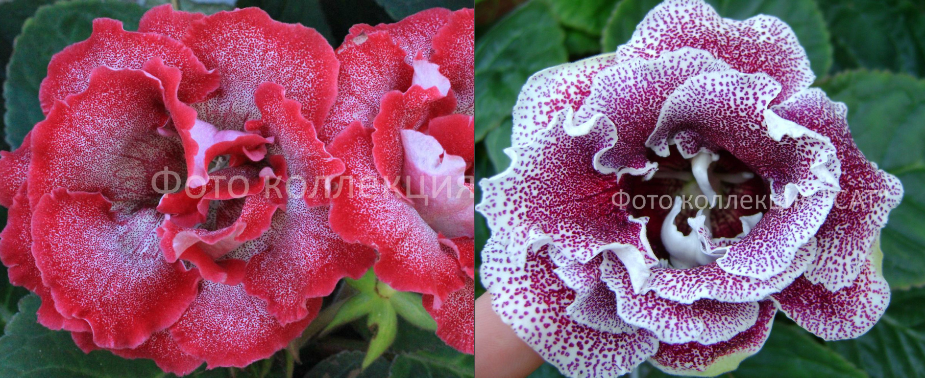 Опыление №7-больше 10 семян стоит 100 р.