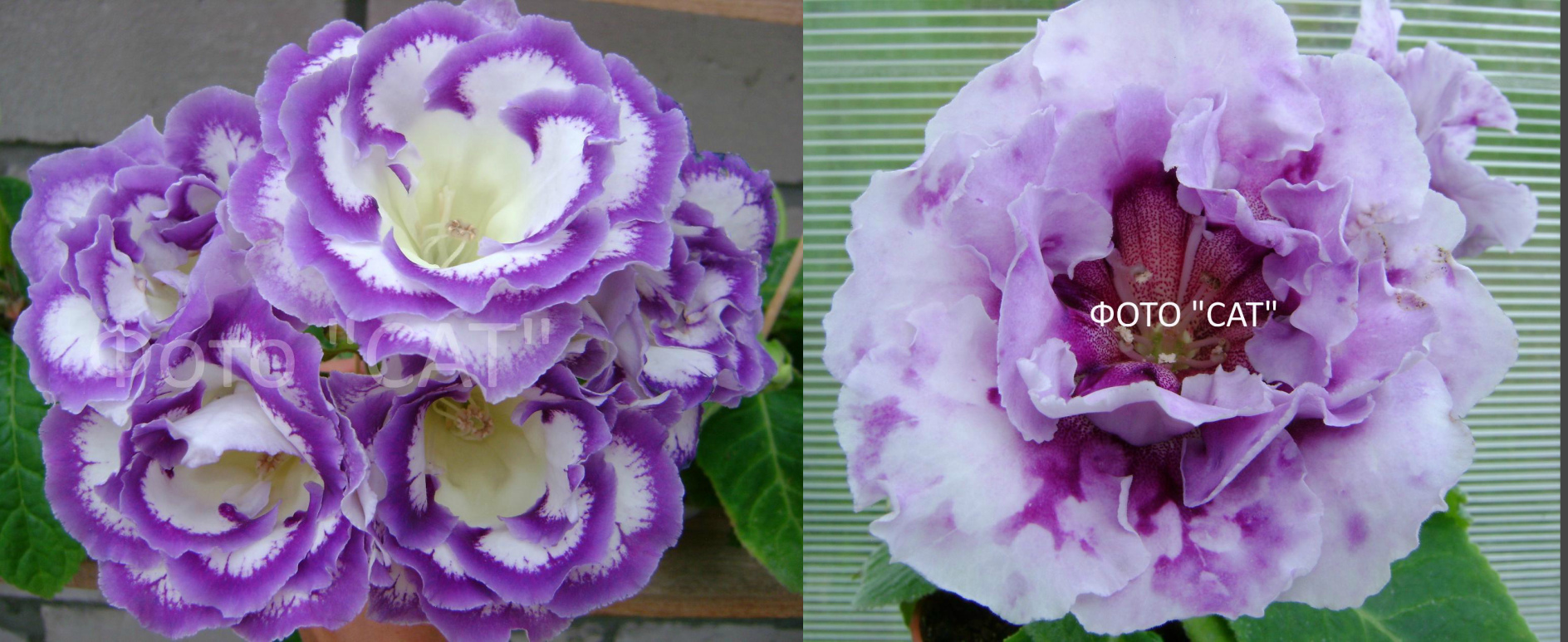 Опыление №9-больше 10 семян стоит 100 р