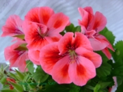 №18.regalia salmon orange