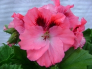 Elegance David №19