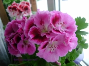 №21-Lavender Sensation