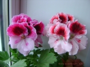 Слева №24-PAC Aristo Petticoat,справа №16-Elegance Tony