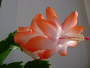 Оранжевый №7