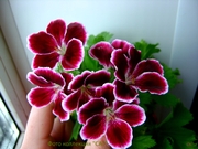 №22-Elegance Imperial