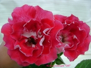 САТ-Алые Паруса