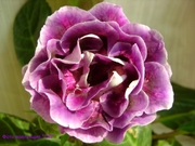 САТ-Вулкан Страстей