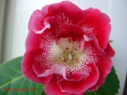 Хлопай Ресницами