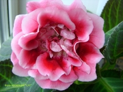 Нежное Признание