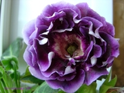 САТ-Вулкан страстей