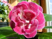 АО-Катаринка