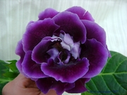 САТ-Черномор.Цвет в реале темнее.