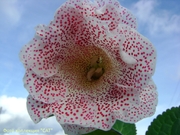 История Любви