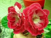 Бесценная Роскошь