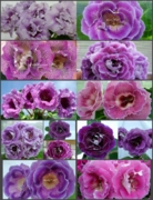 Семена Глоксиний,свежие-всхожесть проверена.