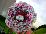 Зимняя Вишня