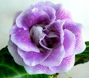 Блю Перфект