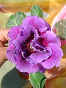 САТ-Сливовый Пунш