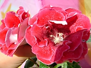 САТ-Сладка Ягодка