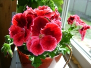 №5.Aristo Red Beauty