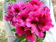 №7-Elegance Adriana