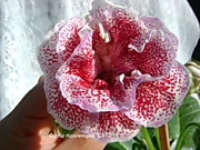 САТ-Мариэлла