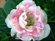 САТ-Розовые Облака