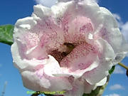 САТ-Каролина