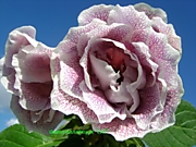 САТ-Валентина