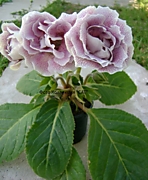 САТ-Валентина