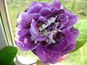 Бисер Воронежский