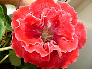 Карусель