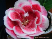 САТ-Оделия (усл.)