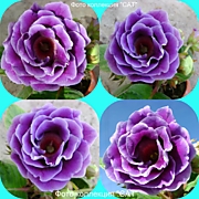 САТ-Небесная Гавань