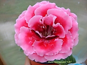 АО-Клубничный шейк