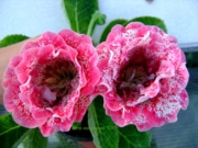 САТ-Октябрина (усл)