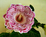 Коварство и Любовь